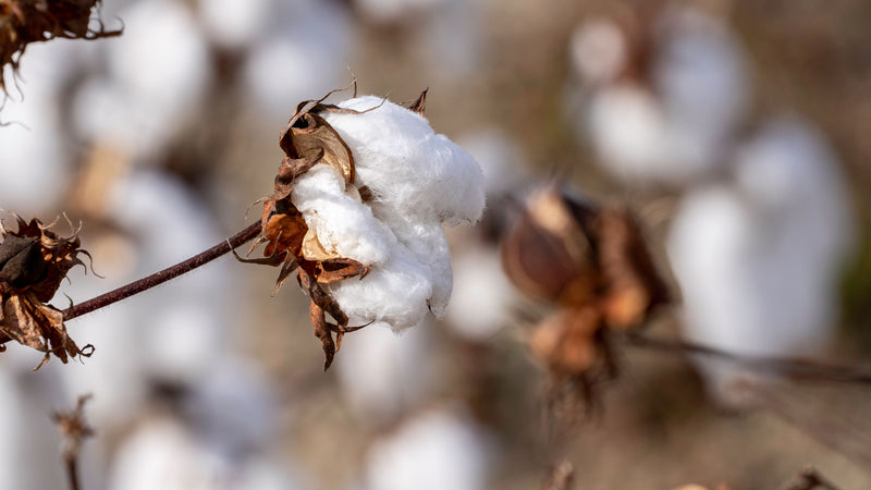 Made With Organic Cotton (because what touches your skin matters)